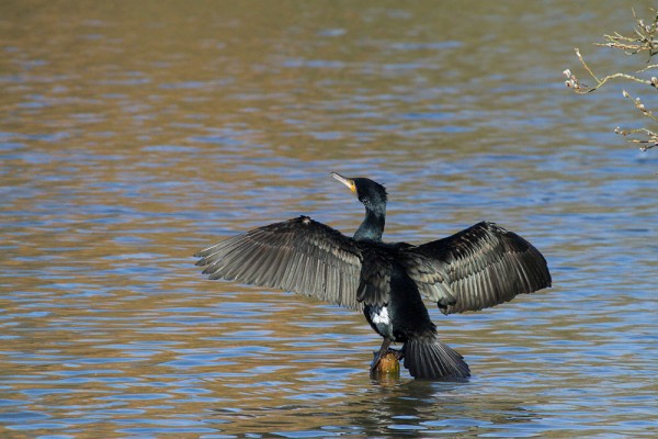 Cormorant 