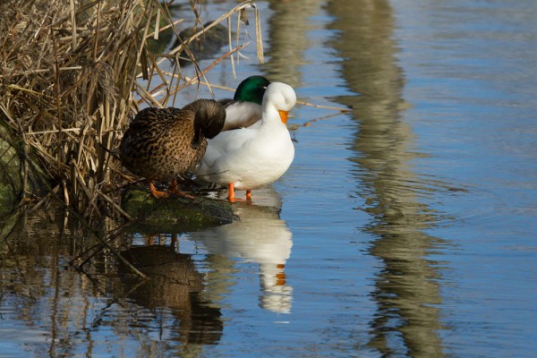 ducks