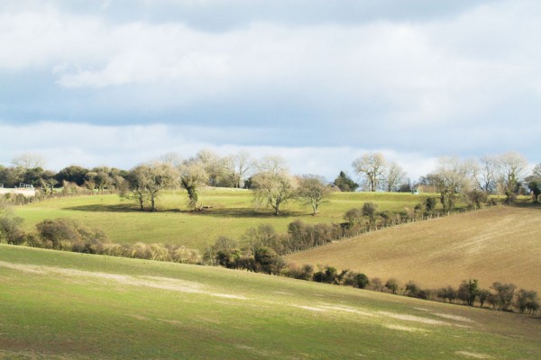 Fields at Falmer