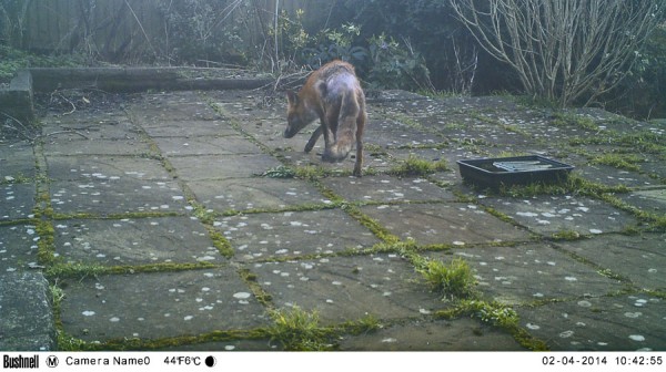 Fox with mange