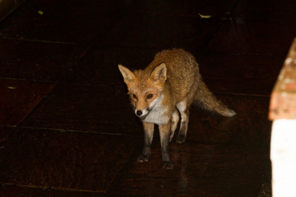Foxes