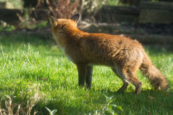 Foxes