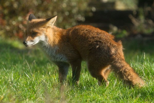 Foxes