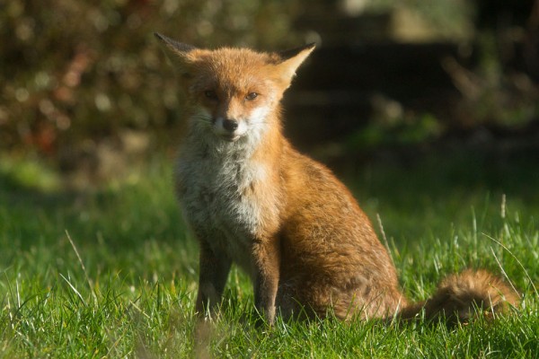 Foxes