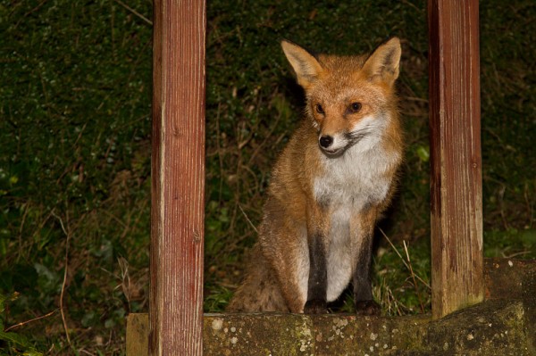 Fox in garden