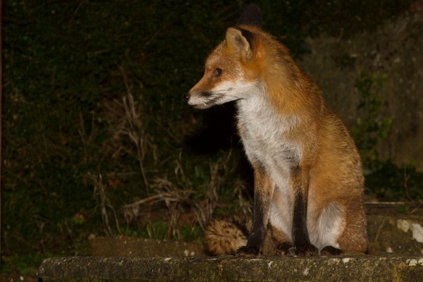 Fox in garden
