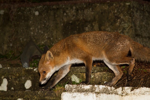 Fox in garden