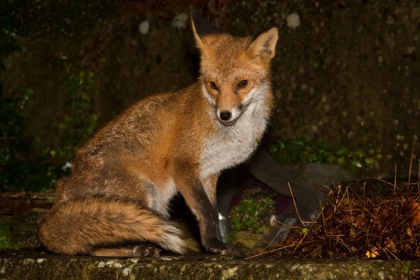 Fox in garden