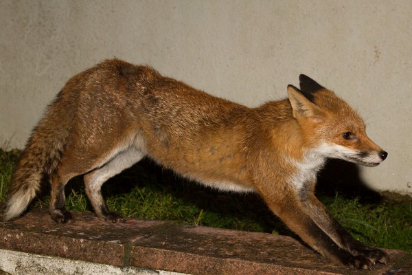 Fox stretching