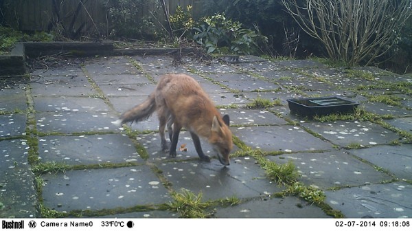 Fox