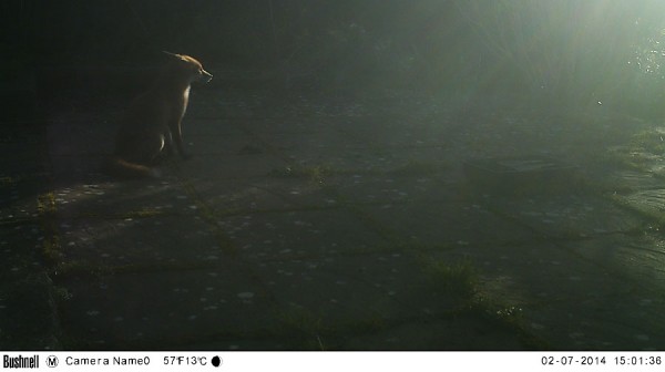 Fox