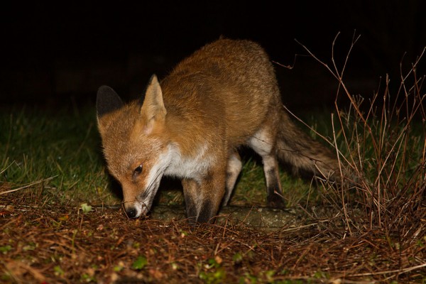 Fox in garden