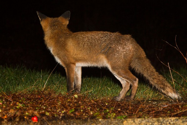 Fox standing