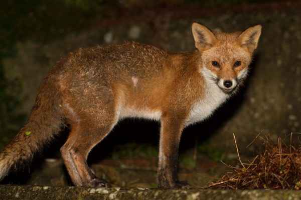 Fox