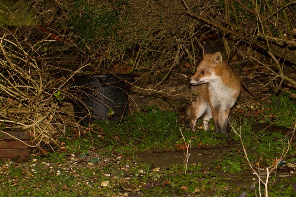 fox in garden