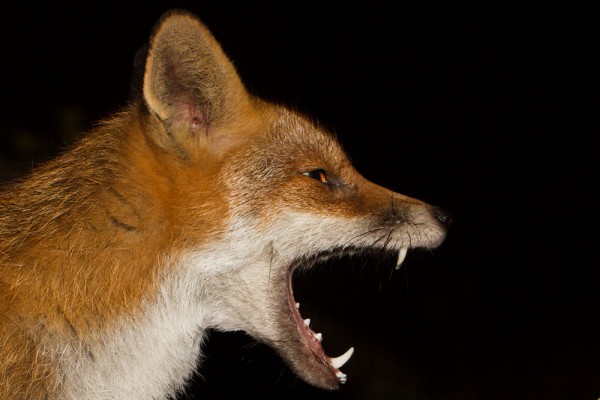Fox yawning