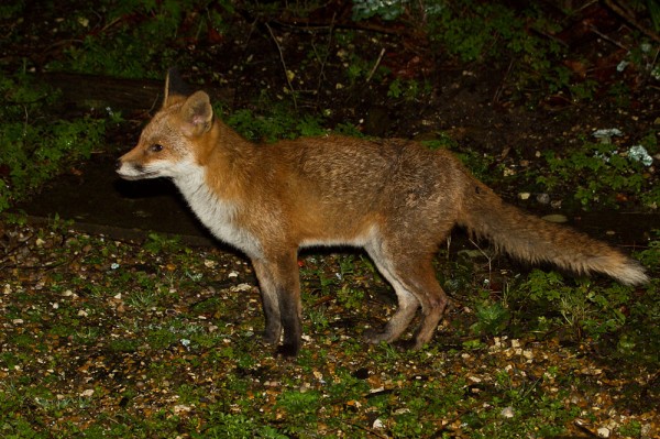 Fox in garden