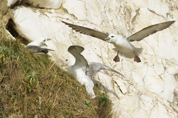 Fulmars 