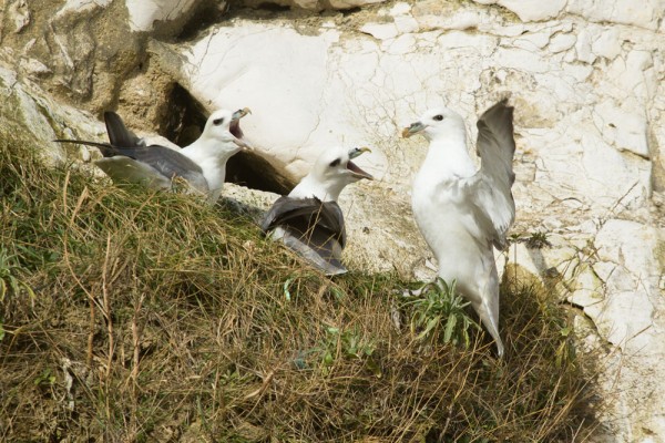 Fulmars 
