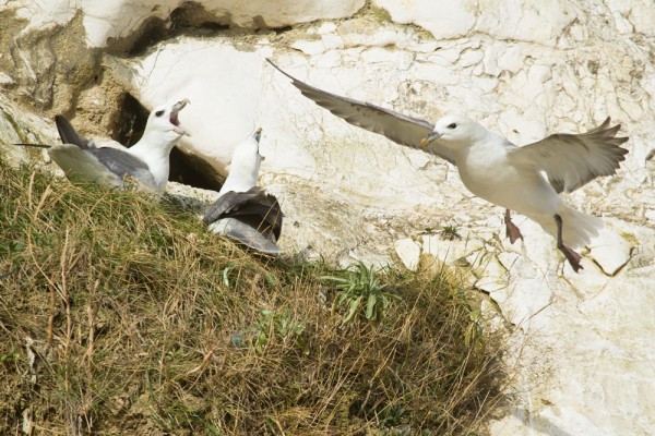 Fulmars 