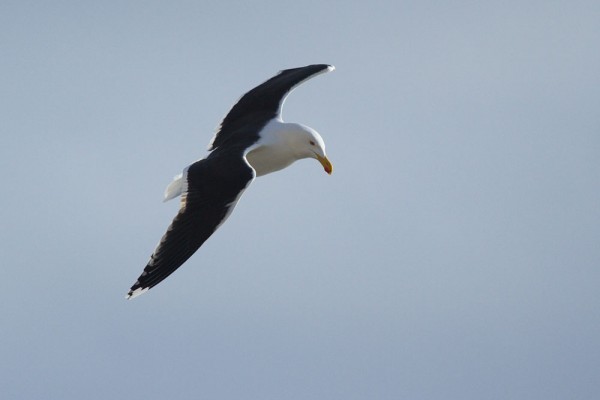Great black-backed gull