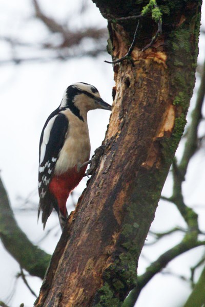 Great spotted woodpecker