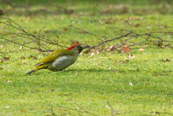 Green woodpecker