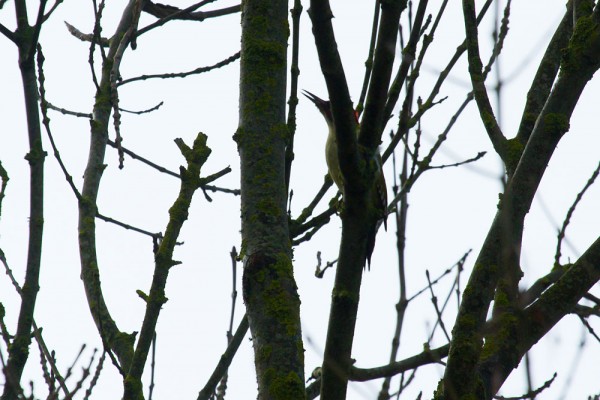 Green woodpecker