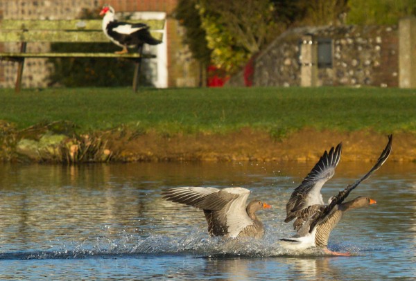 Greylag geese