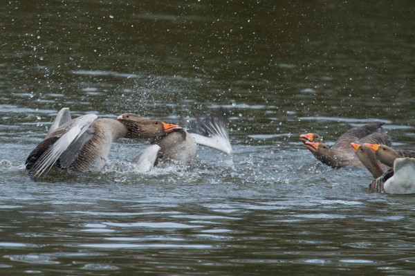 greylag geese mating