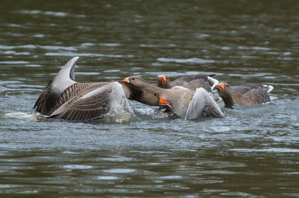 greylag geese mating