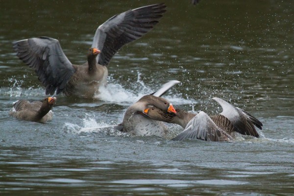 greylag geese mating