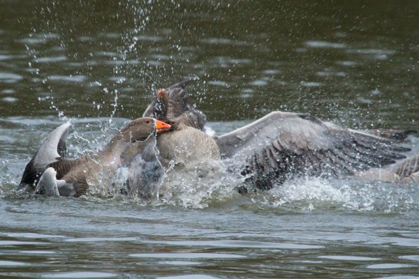 greylag geese mating