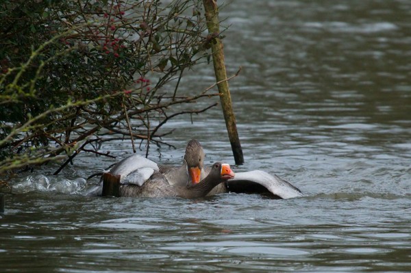 greylag geese mating