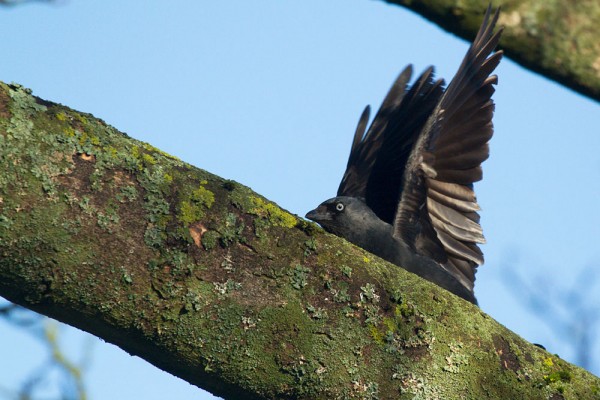 Startled jackdaw