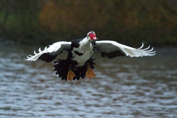 Muscovy duck (male/drake) in flight