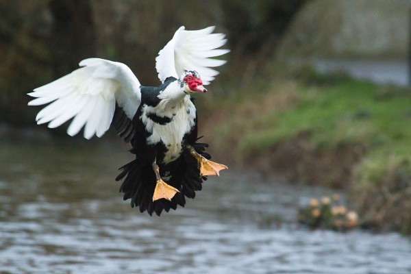 Muscovy duck (male/drake) in flight