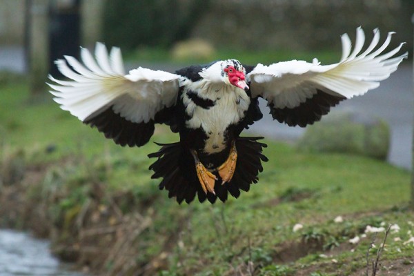 Muscovy duck (male/drake) in flight