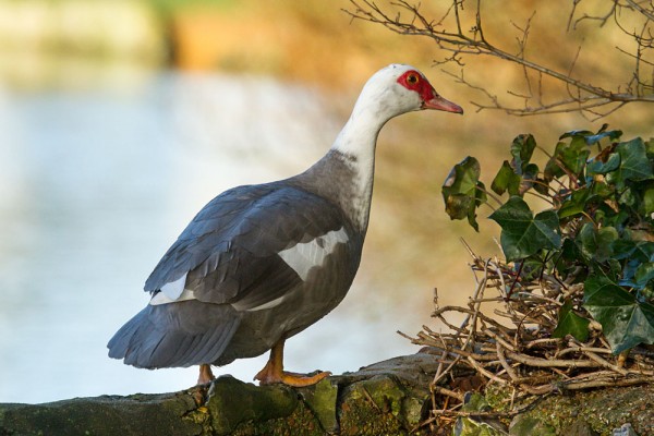 Muscovy duck on wall