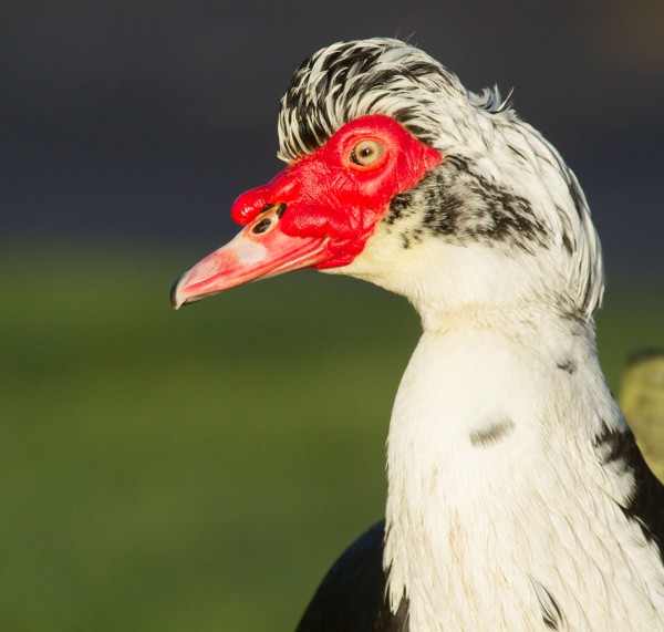 Muscovy duck portrait