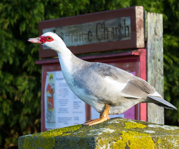 Muscovy duck on wall