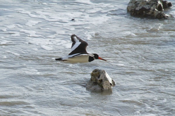Oystercatcher 