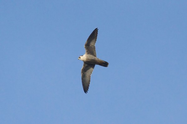 Peregrine