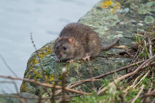 Rat on a rock