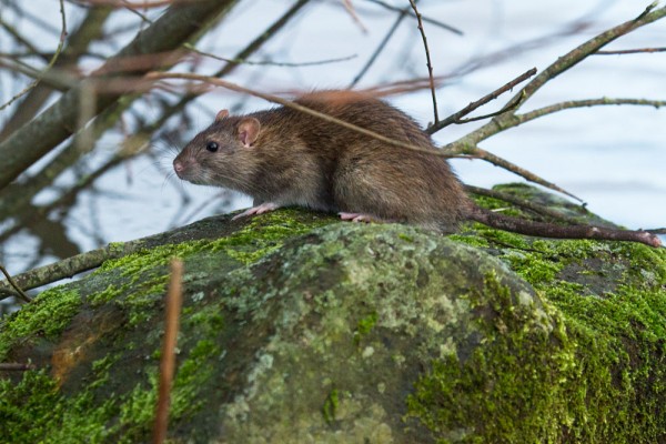 Rat on a rock