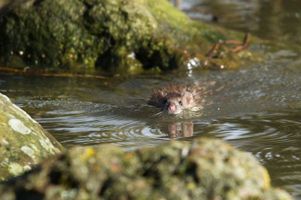 Rat swimming