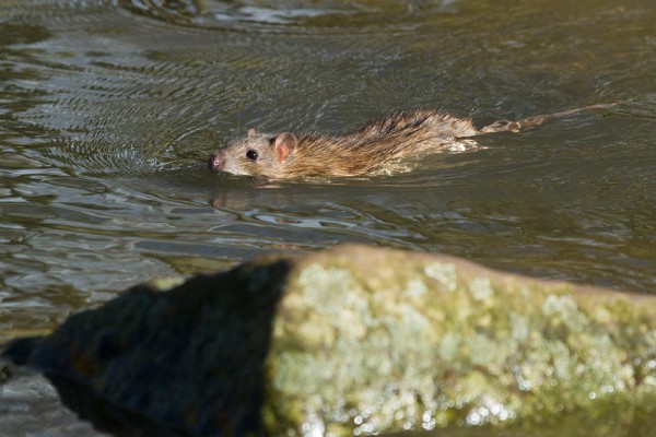 Rat swimming past rock