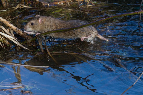 Rat crossing water