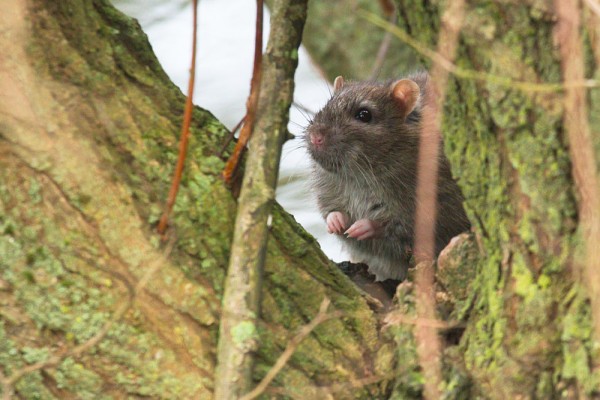 Rat at the edge of Falmer Pond
