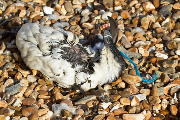 body of a razorbill 